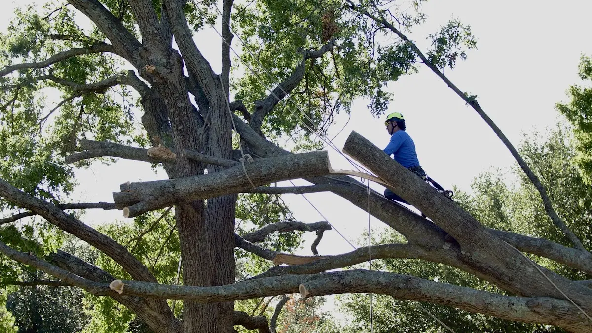 Professional Crown Thinning performed by certified arborists in Belvidere