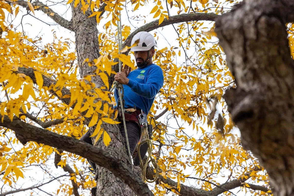 Skilled Tree Planting crew working in Belvidere